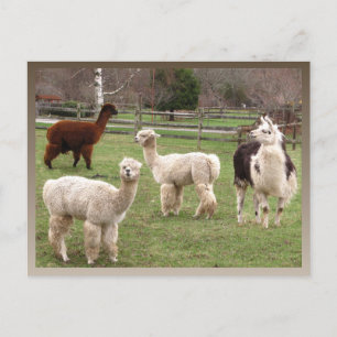 Alpaca Melange calendar ~ postcard