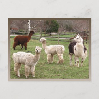 Alpaca Melange Calendar ~ Postcard by Andy2302 at Zazzle
