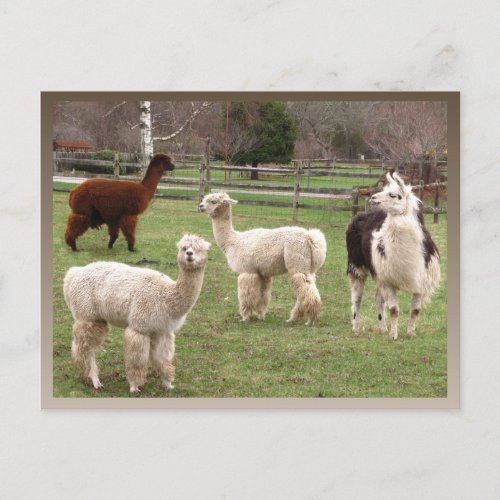 Alpaca Melange calendar  postcard