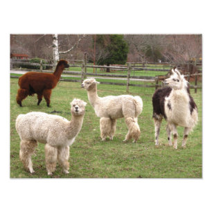 Alpaca Melange ~ Photo