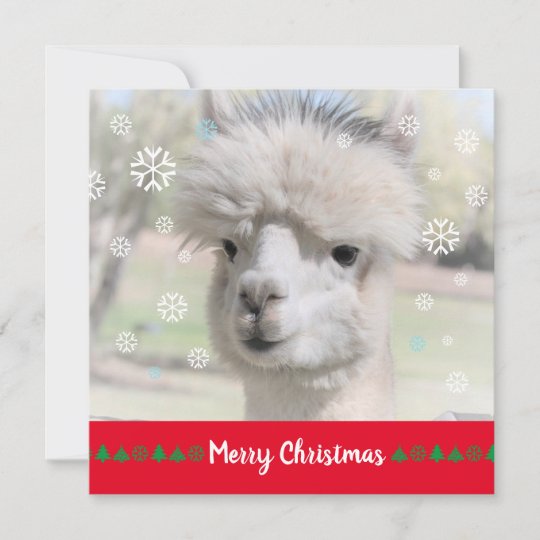 Alpaca Christmas Cards 
