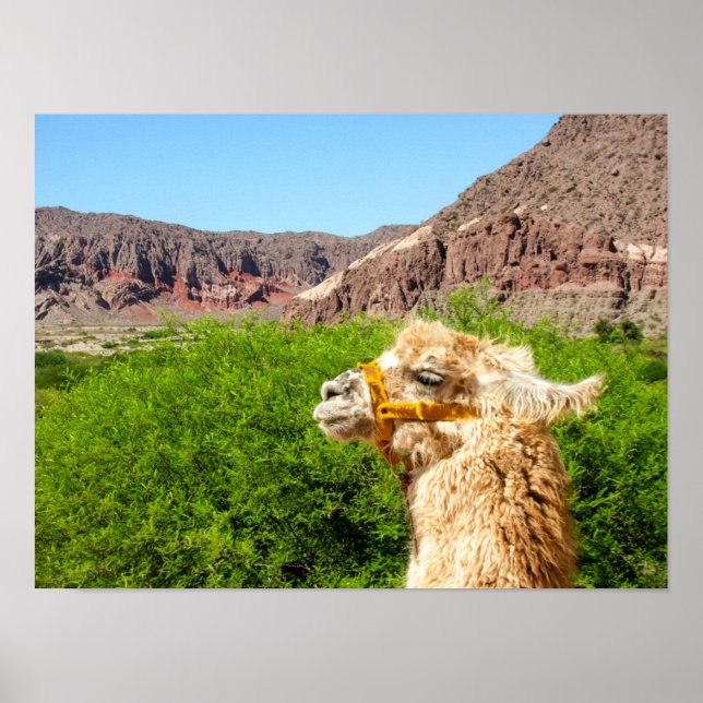 Alpaca Near Salta, Argentina Poster (Front)