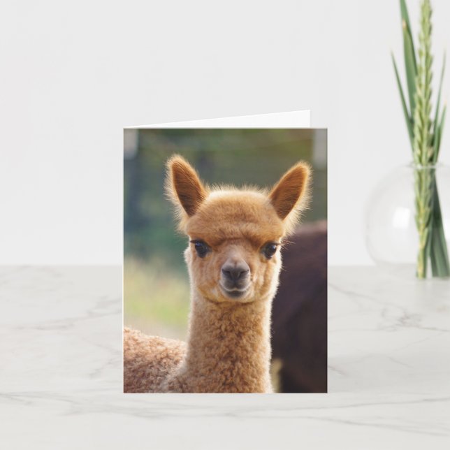 Alpaca Note Card (Front)