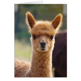 Alpaca Cards | Zazzle