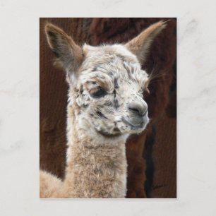 Alpaca of Many Colors Postcard