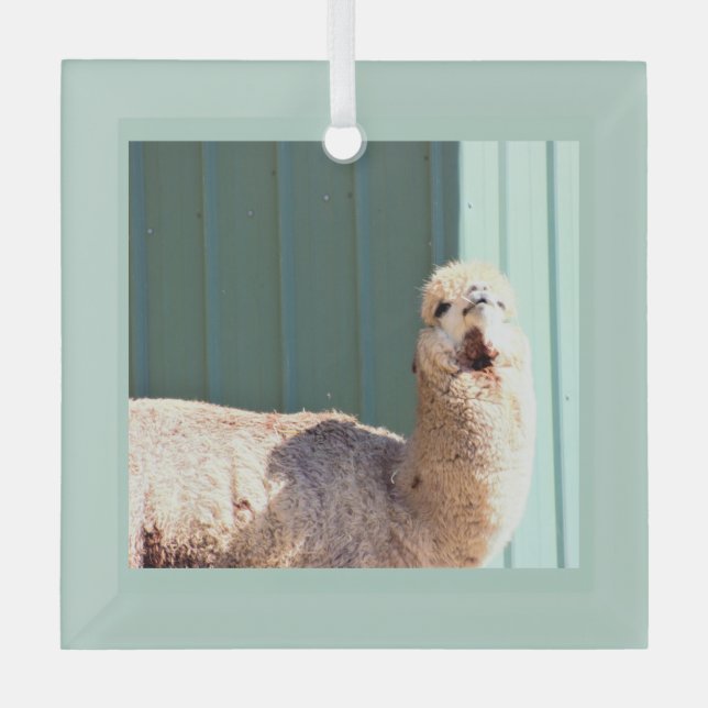 Alpaca Photo Ornament  (Front)