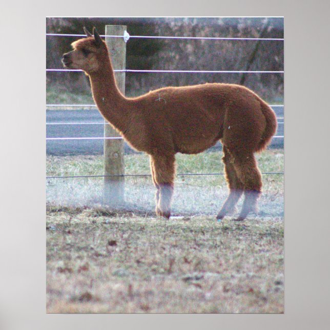 Alpaca Photo Poster (Front)