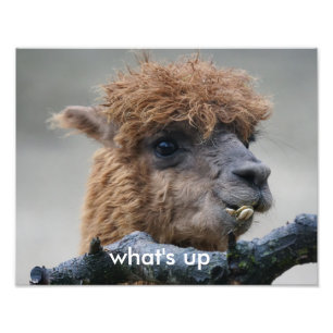 Alpaca Photo Print
