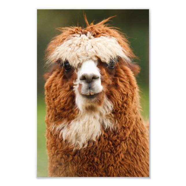 Alpaca Photo Print (Front)
