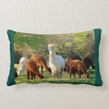Alpaca Pillow by WalnutCreekAlpacas at Zazzle