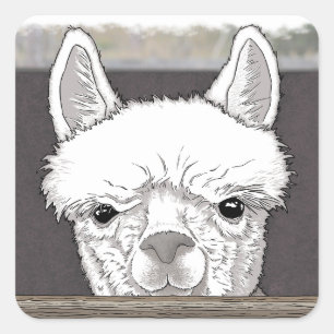 Alpaca Portrait Square Sticker