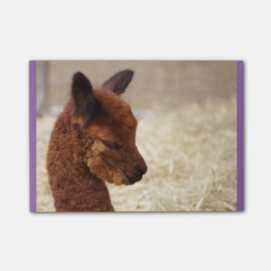 Cool Alpaca and Horse Office Gifts