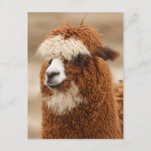 Alpaca postcard