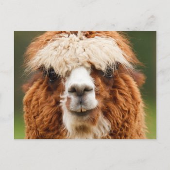 Alpaca Postcard by Argos_Photography at Zazzle