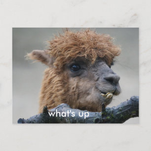 Alpaca Postcard