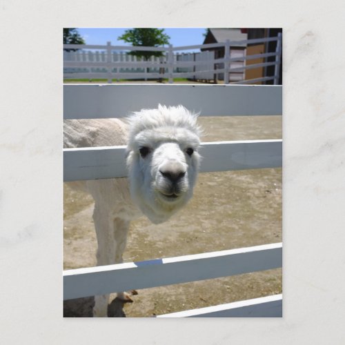 Alpaca Postcard