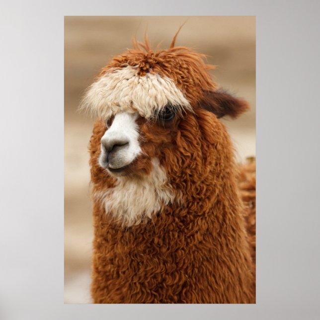 Alpaca poster (Front)