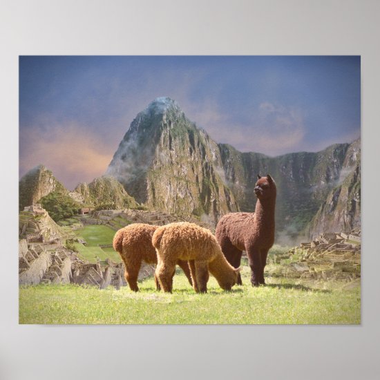 Alpaca Poster