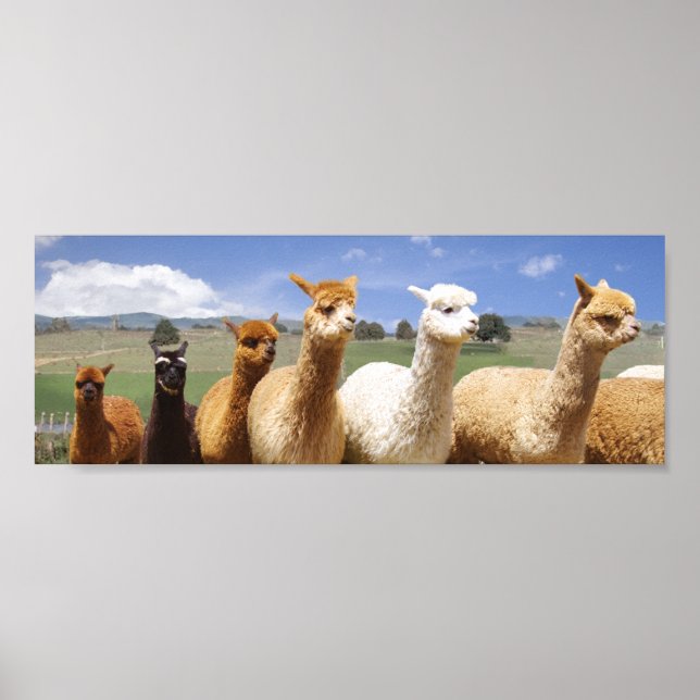Alpaca Poster Line Up (Front)