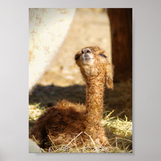 Alpaca Poster Newborn