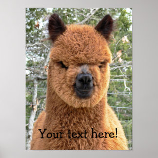 Alpaca Art & Framed Artwork | Zazzle