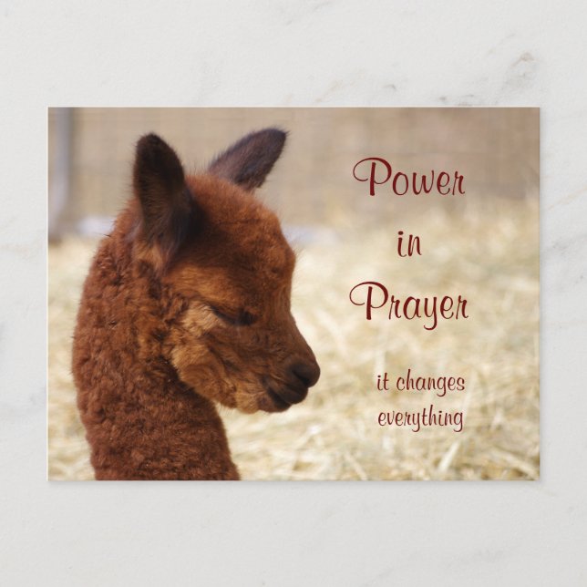 Alpaca Prayer Postcard (Front)