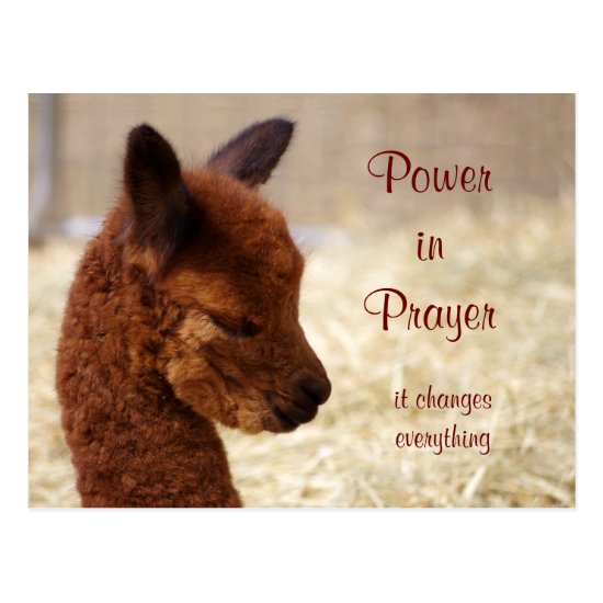 Alpaca Prayer Postcard