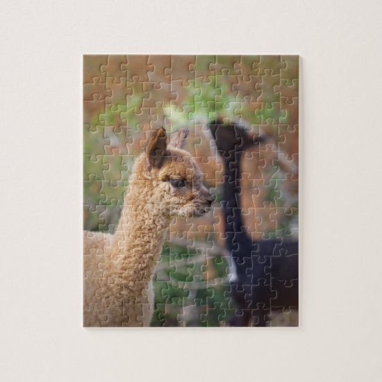 Alpaca Puzzle Farren