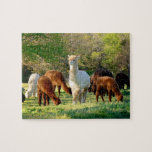Alpaca Puzzle with Gift Box<br><div class="desc">Our Alpacas Photo Puzzle was taken one afternoon on our farm. The alpaca in the middle of the photo is Sleigh Belle. She is a beautiful female alpaca. I thought this picture would make a great puzzle and a wonderful gift for someone special.</div>