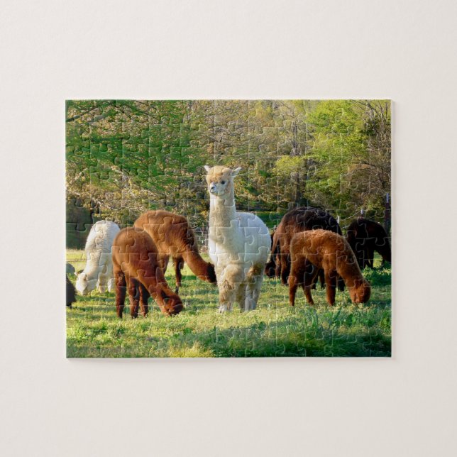 Alpaca Puzzle with Gift Box (Horizontal)