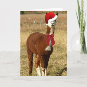 Alpaca Santa Holiday Card