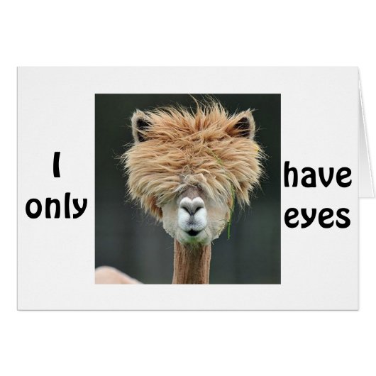 ALPACA SAYS "I ONLY HAVE EYES FOR YOU" (Front Horizontal)