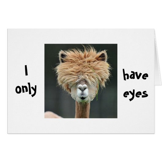 ALPACA SAYS "I ONLY HAVE EYES FOR YOU" (Front Horizontal)