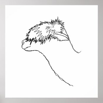 Alpaca Sketch. Poster by Animal_Art_By_Ali at Zazzle