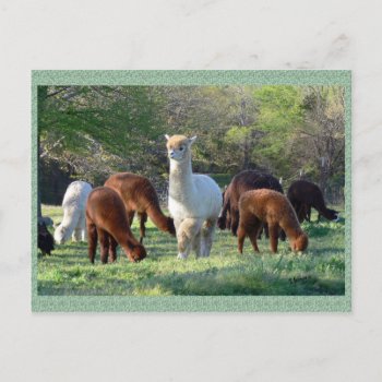 Alpaca Sleigh Belle Postcard by WalnutCreekAlpacas at Zazzle