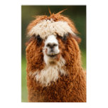 Alpaca Smiles Poster Alpaca Smiles Poster