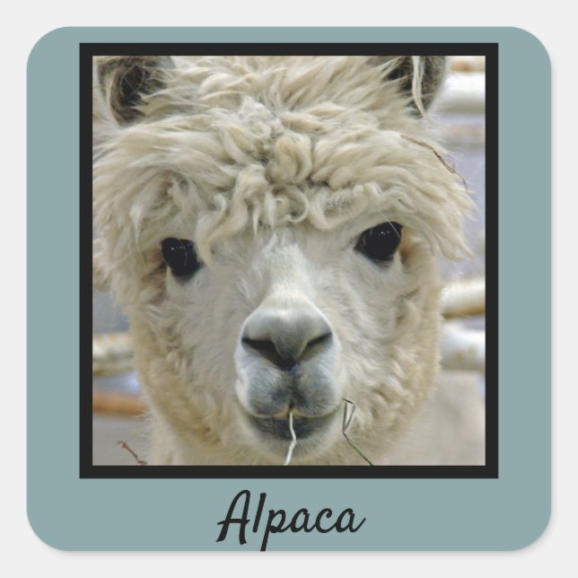 Alpaca Square Sticker (Front)