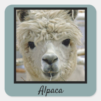 Alpaca Square Sticker