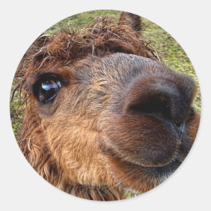 Alpaca Sticker