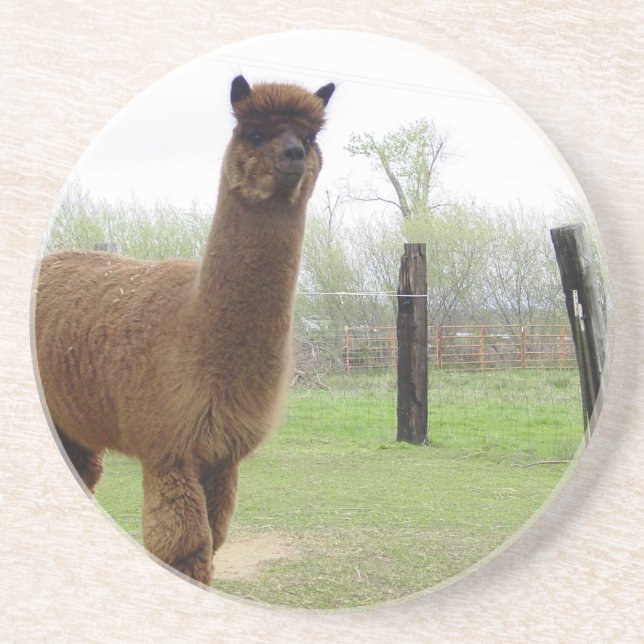 Alpaca stud drink coaster (Front)