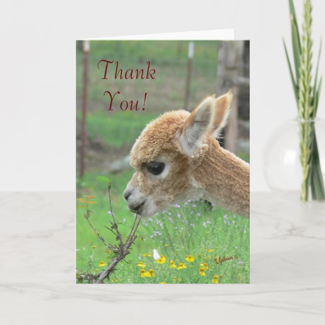 Alpaca Thank You Card (Front)