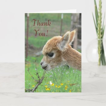 Alpaca Thank You Card by WalnutCreekAlpacas at Zazzle