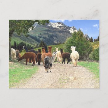 Alpaca Trail Postcard by WalnutCreekAlpacas at Zazzle
