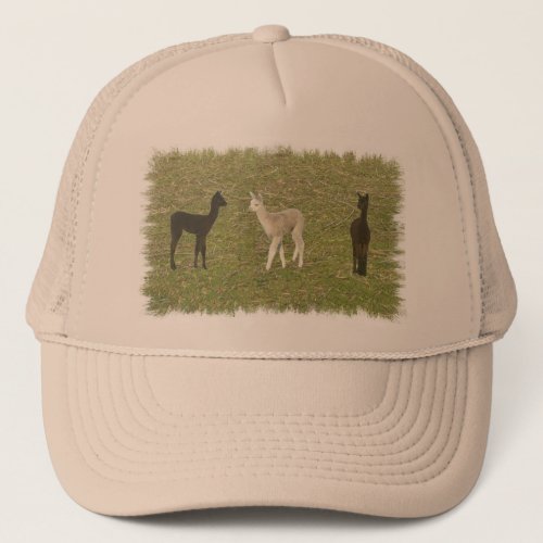 Alpaca Trio Trucker Hat