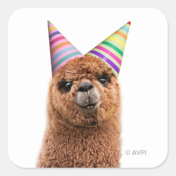 Alpaca Wearing Party Hats Square Sticker by AvantiPress at Zazzle