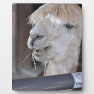 Alpaca, White Plaque