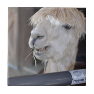 Alpaca, White Tile