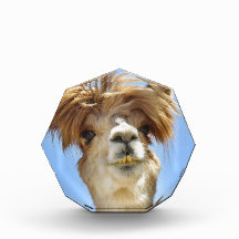 Alpaca with Crazy Hair