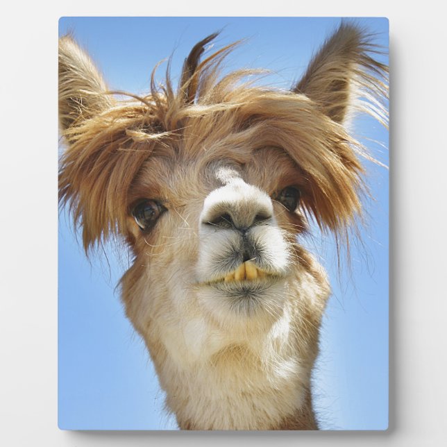 Alpaca with Crazy Hair Plaque (Front)