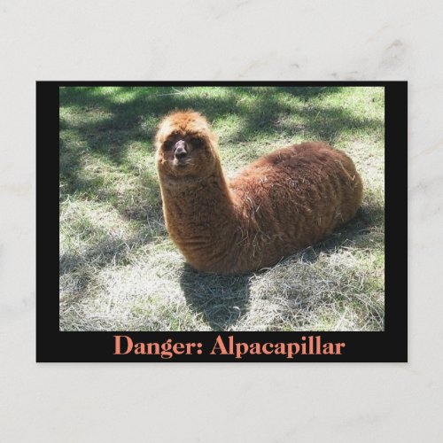 Alpacapillar Postcard